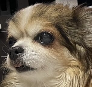 こころみたすペット思い出セレモニーにて葬儀したペットちゃん | ぺろちゃん