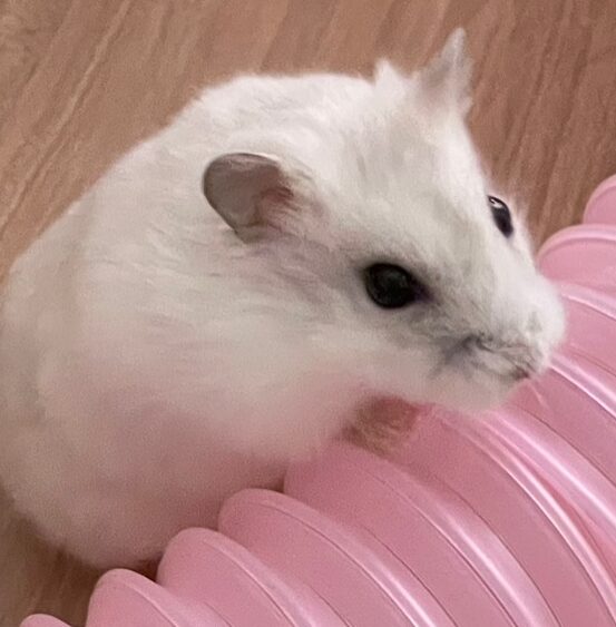 夢羽ちゃん | こころみたす ペット思い出セレモニー