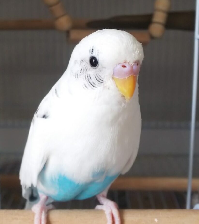 こころみたすペット思い出セレモニーにて葬儀したペットちゃん | 鳥くん