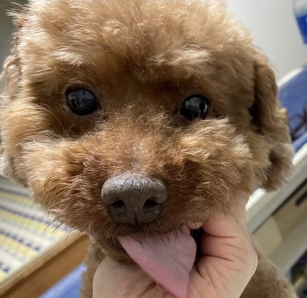 こころみたすペット思い出セレモニーにて葬儀したペットちゃん | キキくん