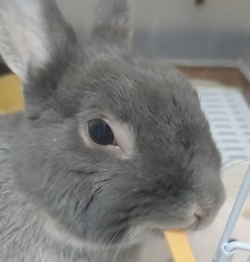 こころみたすペット思い出セレモニーにて葬儀したペットちゃん | ジュディくん