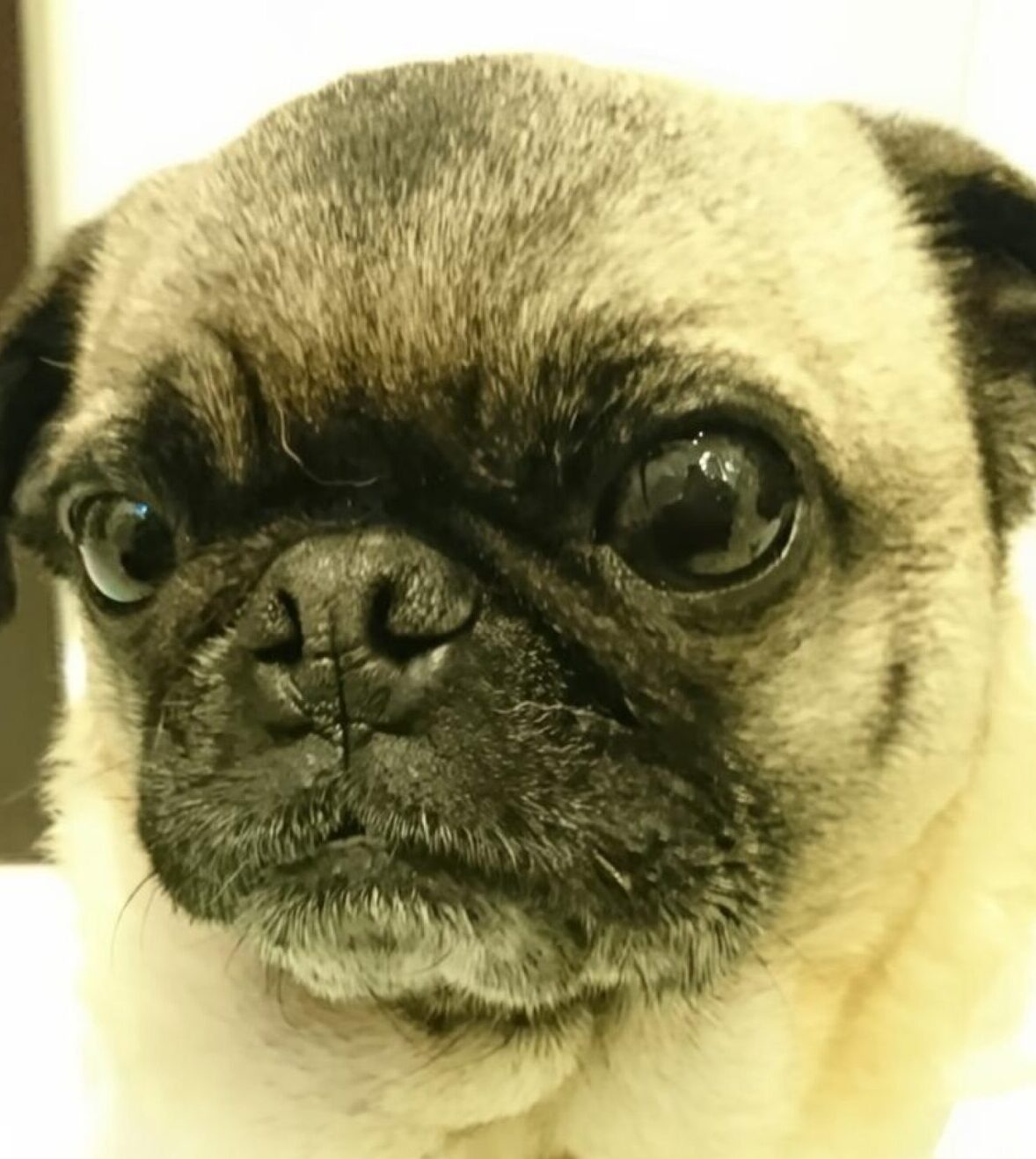 こころみたすペット思い出セレモニーにて葬儀したペットちゃん | けんくん