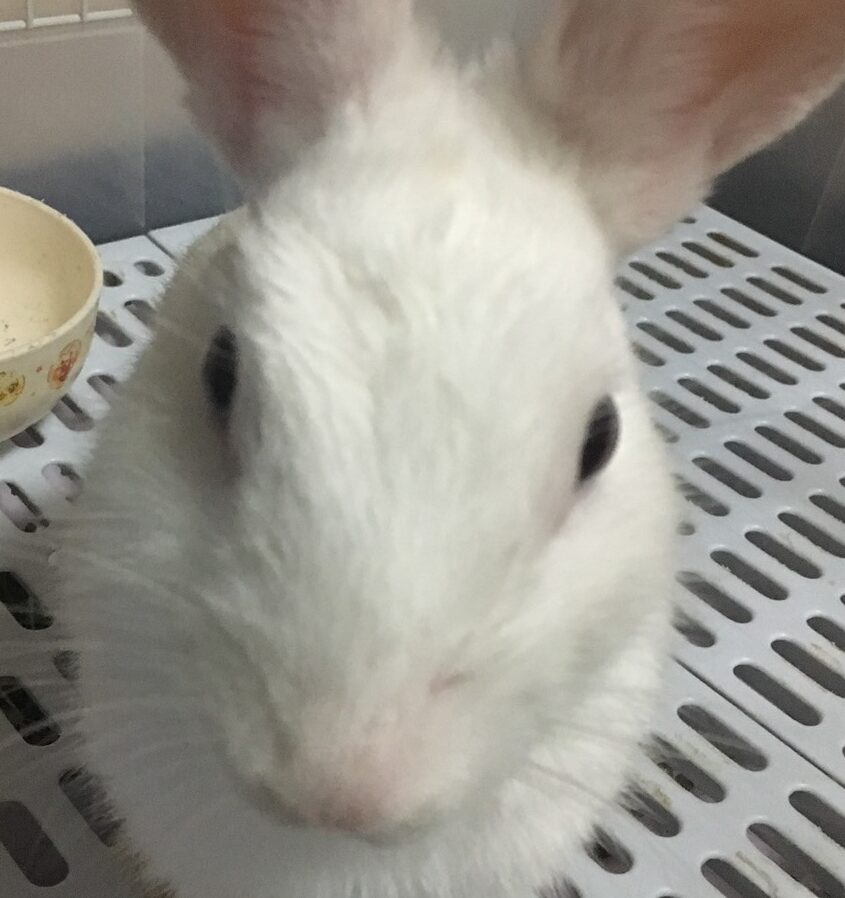 こころみたすペット思い出セレモニーにて葬儀したペットちゃん | シフォンくん