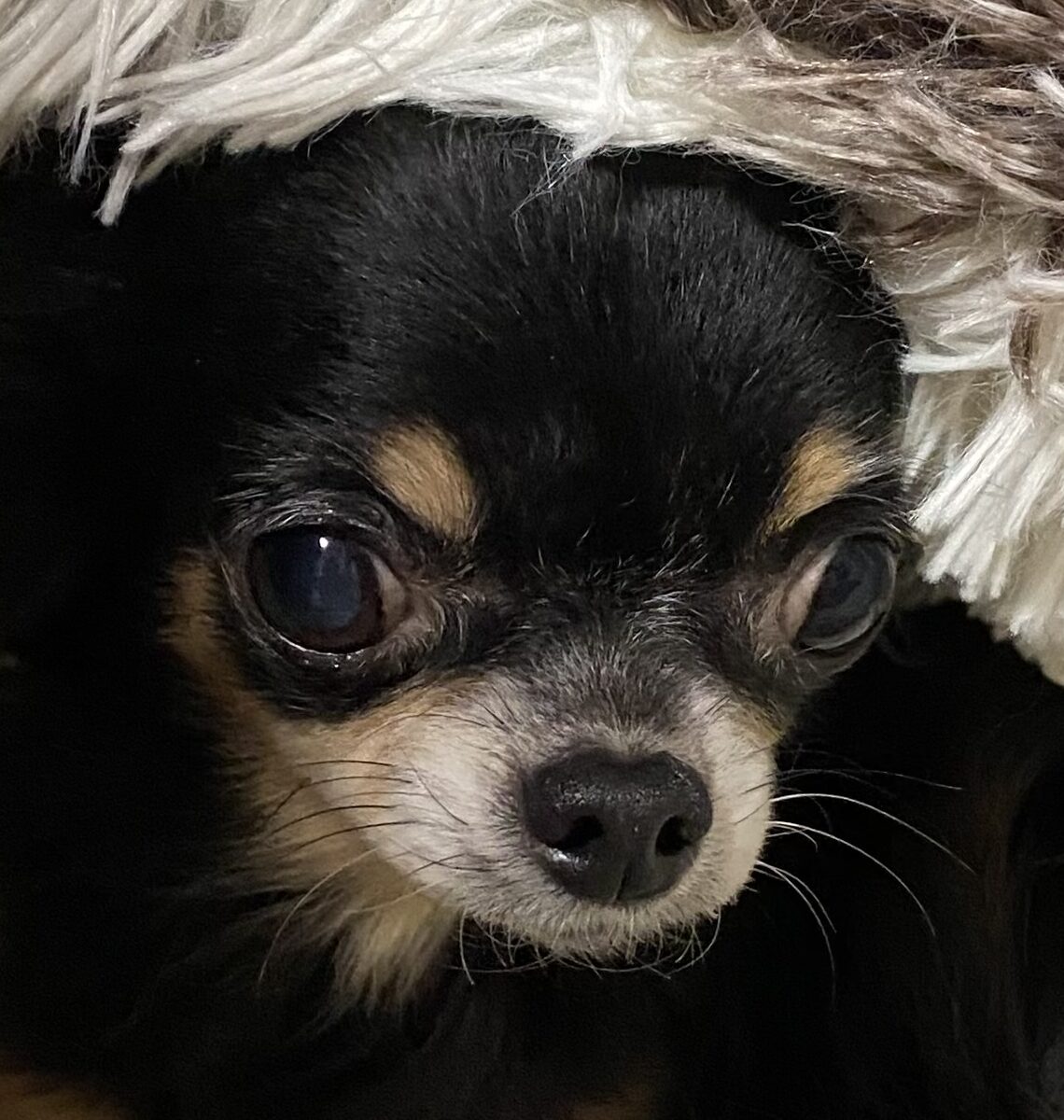 こころみたすペット思い出セレモニーにて葬儀したペットちゃん | ポムちゃん