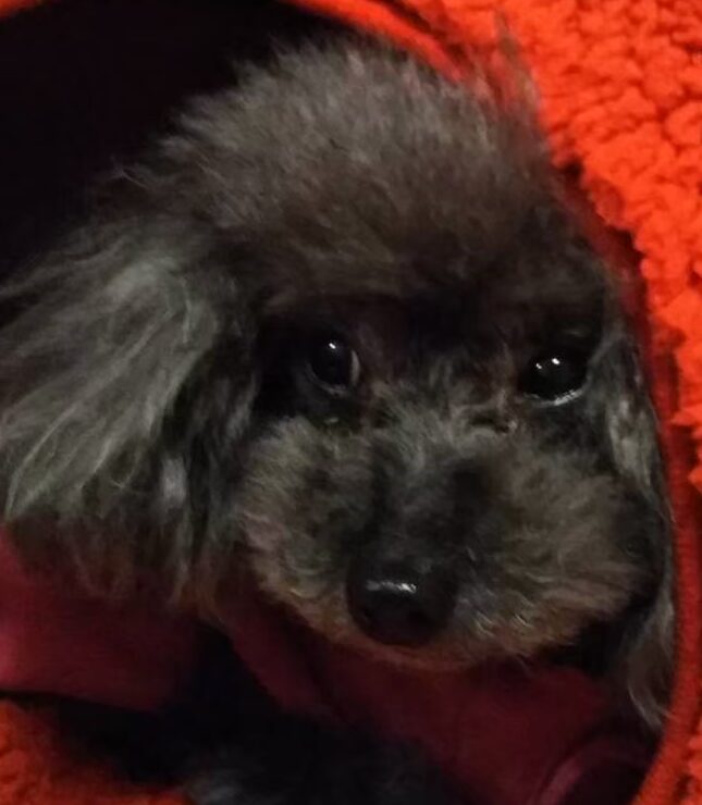 こころみたすペット思い出セレモニーにて葬儀したペットちゃん | クッキーちゃん