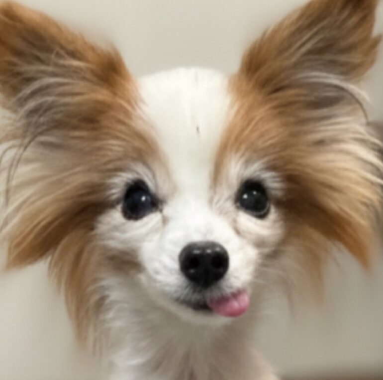 ゼロくん | こころみたす ペット思い出セレモニー