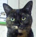 こころみたすペット思い出セレモニーにて葬儀したペットちゃん | レナちゃん