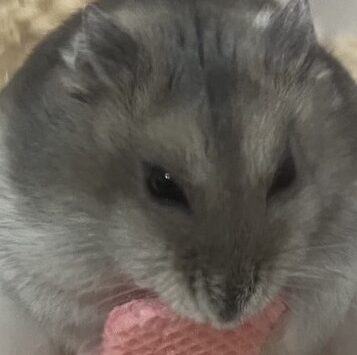 こころみたすペット思い出セレモニーにて葬儀したペットちゃん | だんごちゃん