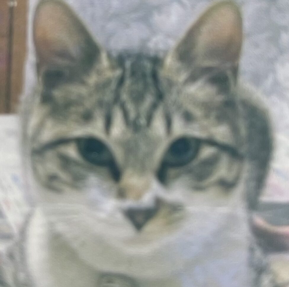 こころみたすペット思い出セレモニーにて葬儀したペットちゃん | くぅーちゃん