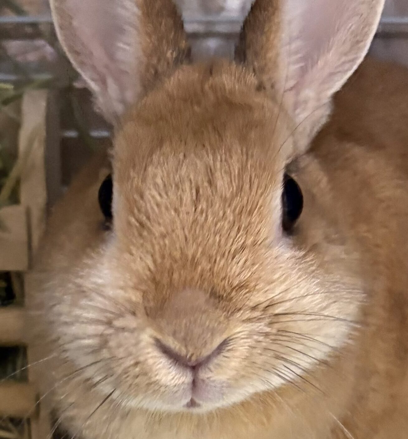 こころみたすペット思い出セレモニーにて葬儀したペットちゃん | ゆたかちゃん