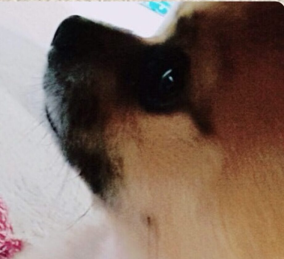 こころみたすペット思い出セレモニーにて葬儀したペットちゃん | 虎鉄くん