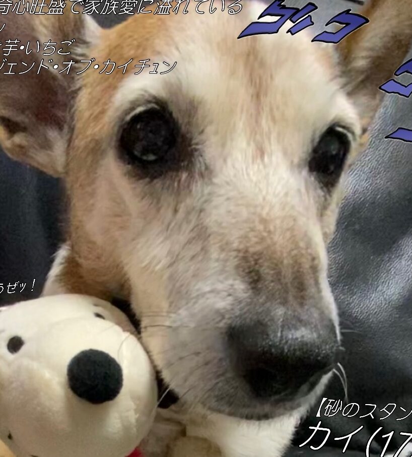こころみたすペット思い出セレモニーにて葬儀したペットちゃん | 海くん