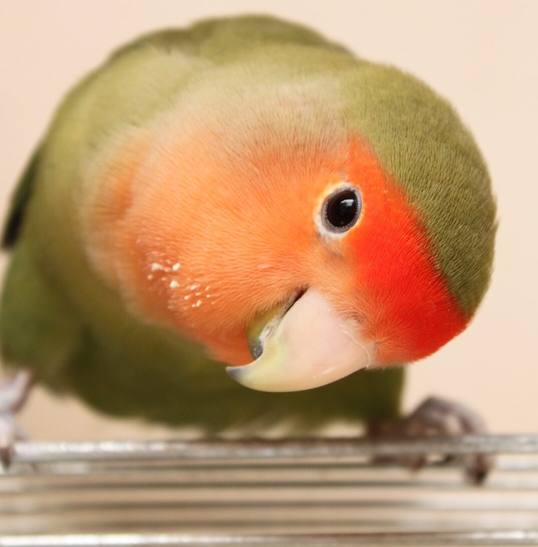 こころみたすペット思い出セレモニーにて葬儀したペットちゃん | あんずくん