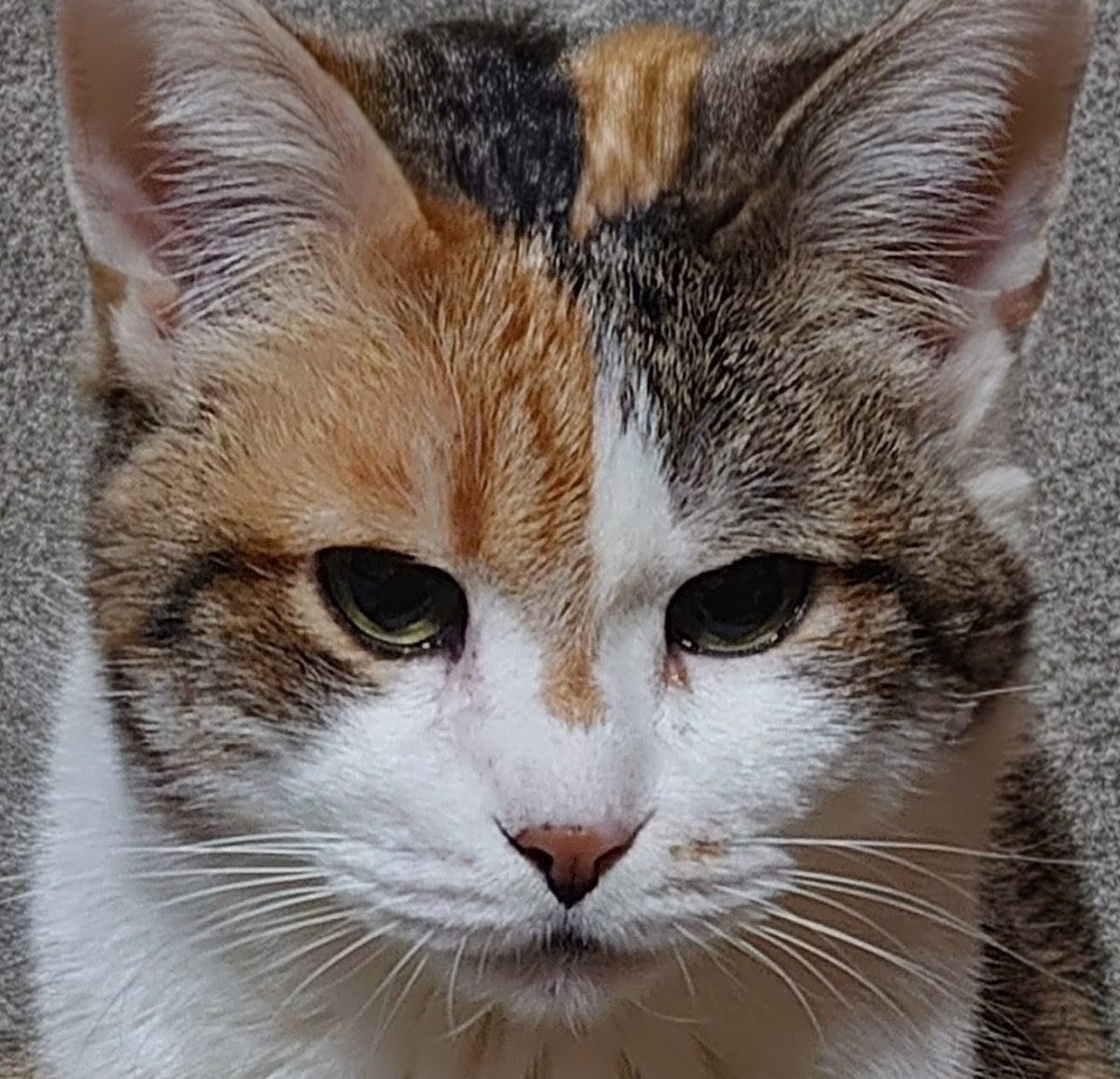 こころみたすペット思い出セレモニーにて葬儀したペットちゃん | ここちゃん