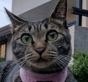 こころみたすペット思い出セレモニーにて葬儀したペットちゃん | ムタちゃん