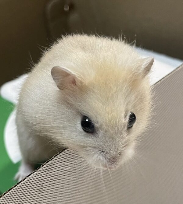 こころみたすペット思い出セレモニーにて葬儀したペットちゃん | おもちちゃん