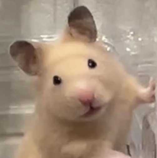 こころみたすペット思い出セレモニーにて葬儀したペットちゃん | つきちゃん