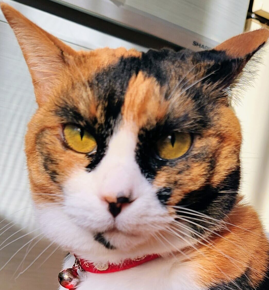 こころみたすペット思い出セレモニーにて葬儀したペットちゃん | はなちゃん