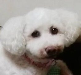 こころみたすペット思い出セレモニーにて葬儀したペットちゃん | ドリームちゃん