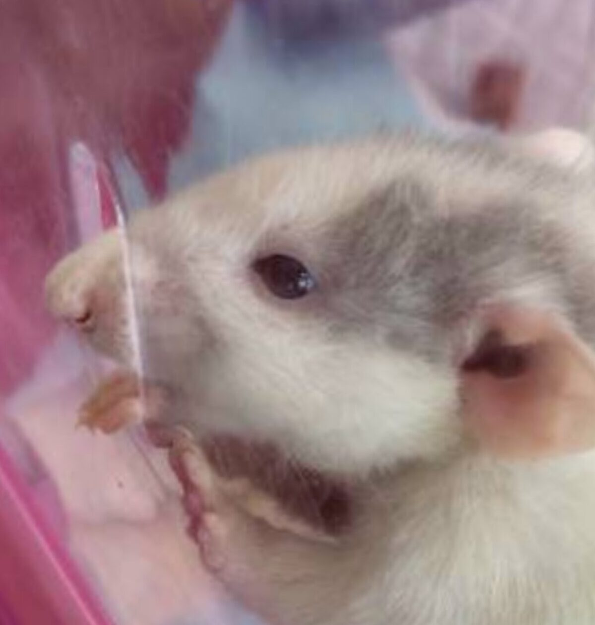 こころみたすペット思い出セレモニーにて葬儀したペットちゃん | ダイフクちゃん