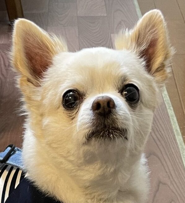 こころみたすペット思い出セレモニーにて葬儀したペットちゃん | くう