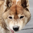 マロくん | こころみたす ペット思い出セレモニー