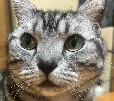こころみたすペット思い出セレモニーにて葬儀したペットちゃん | ちゅらくん