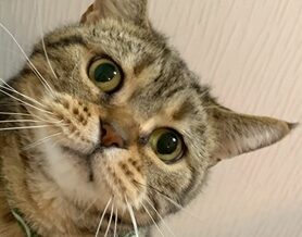 こころみたすペット思い出セレモニーにて葬儀したペットちゃん | マロンくん