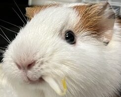 こころみたすペット思い出セレモニーにて葬儀したペットちゃん | ラテちゃん