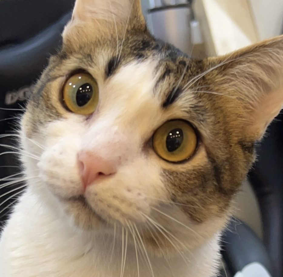こころみたすペット思い出セレモニーにて葬儀したペットちゃん | 福ちゃん