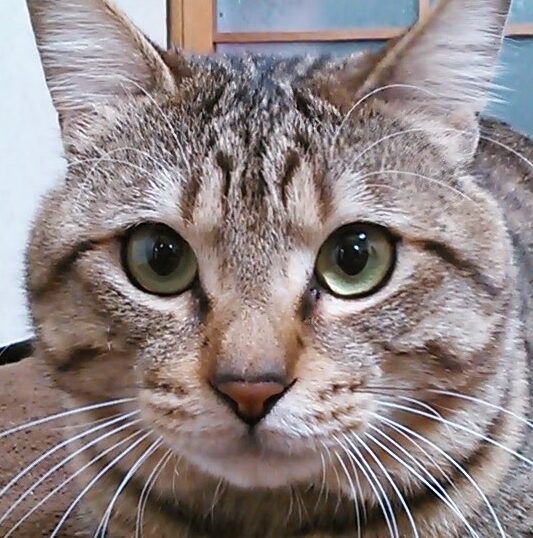こころみたすペット思い出セレモニーにて葬儀したペットちゃん | ココナッツくん