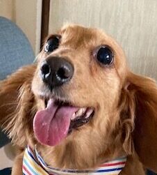 こころみたすペット思い出セレモニーにて葬儀したペットちゃん | ラブちゃん