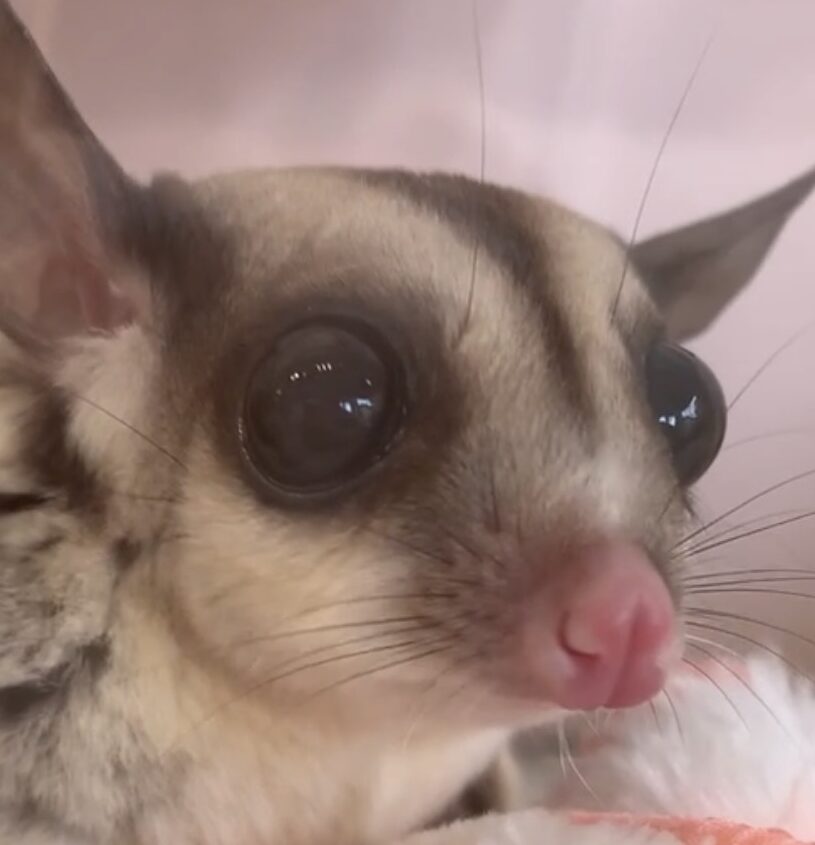 ごまちゃん | こころみたす ペット思い出セレモニー