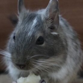 こころみたすペット思い出セレモニーにて葬儀したペットちゃん | ソラちゃん