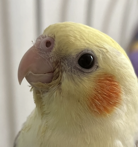 月見くん | こころみたす ペット思い出セレモニー