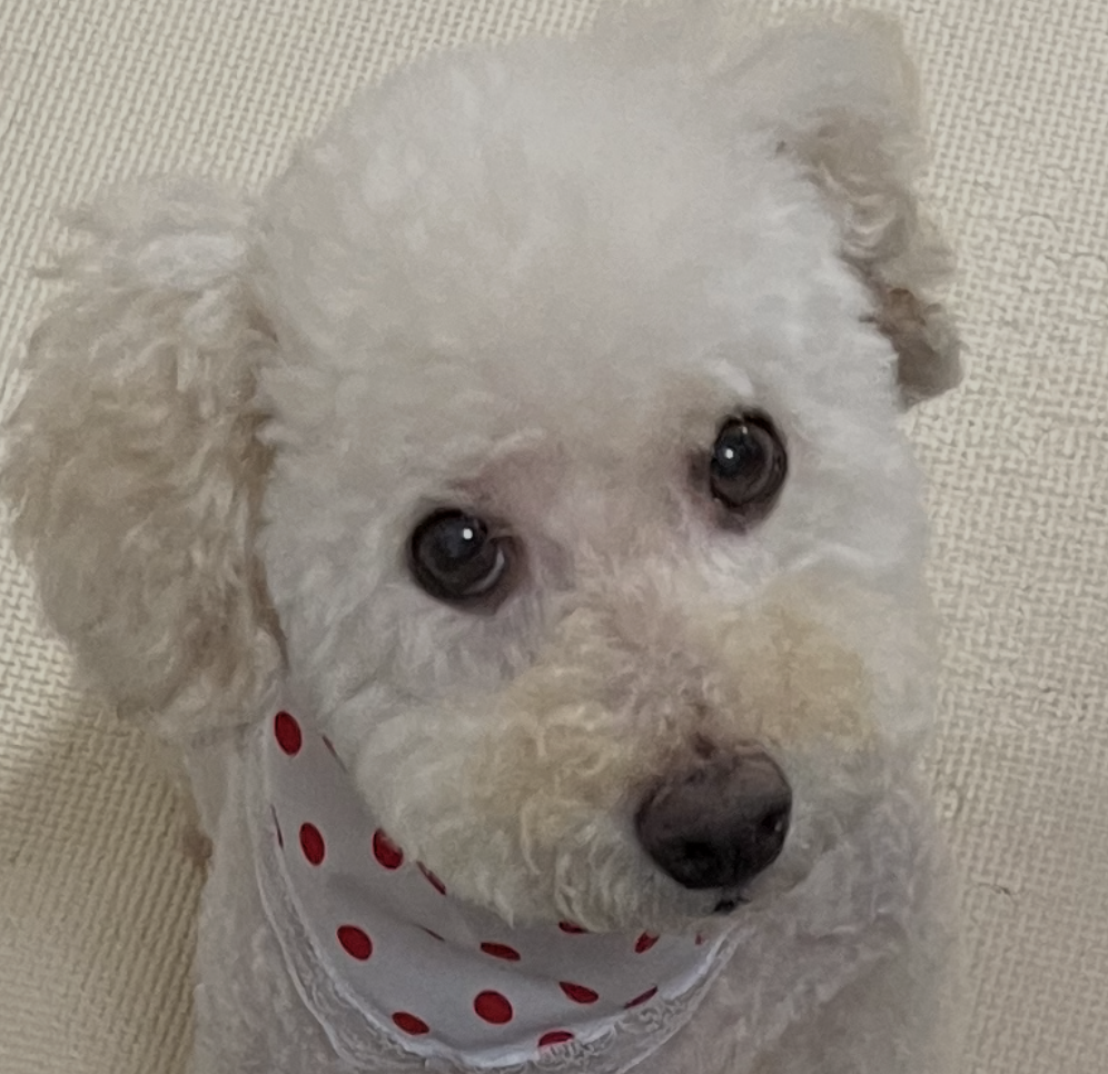らんちゃん | こころみたす ペット思い出セレモニー