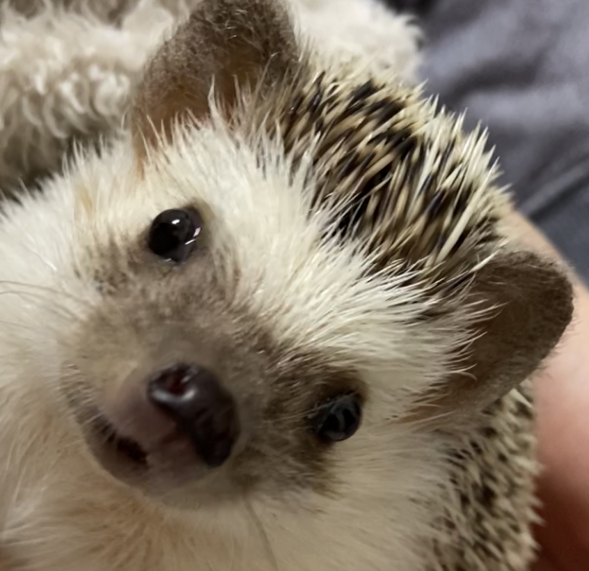 こころみたすペット思い出セレモニーにて葬儀したペットちゃん | きなこちゃん