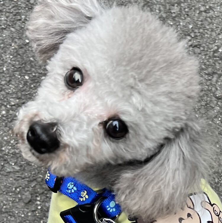 こころみたすペット思い出セレモニーにて葬儀したペットちゃん | 青龍くん