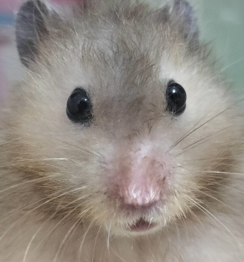 こころみたすペット思い出セレモニーにて葬儀したペットちゃん | レオくん