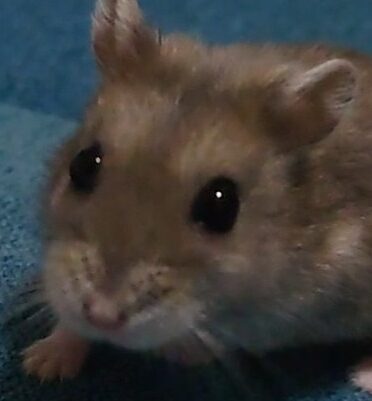 こころみたすペット思い出セレモニーにて葬儀したペットちゃん | うめちゃん
