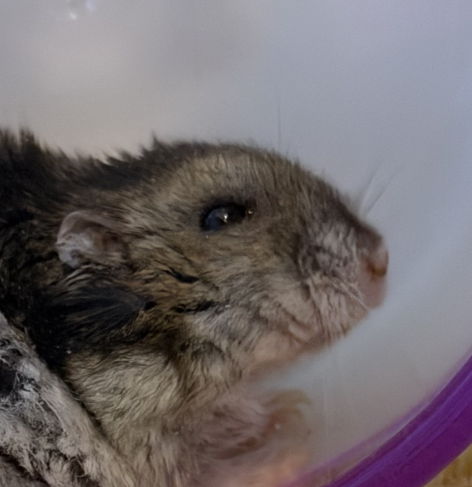 こころみたすペット思い出セレモニーにて葬儀したペットちゃん | なんちょすくん
