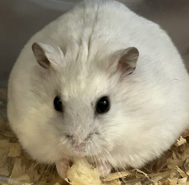 こころみたすペット思い出セレモニーにて葬儀したペットちゃん | きな子ちゃん