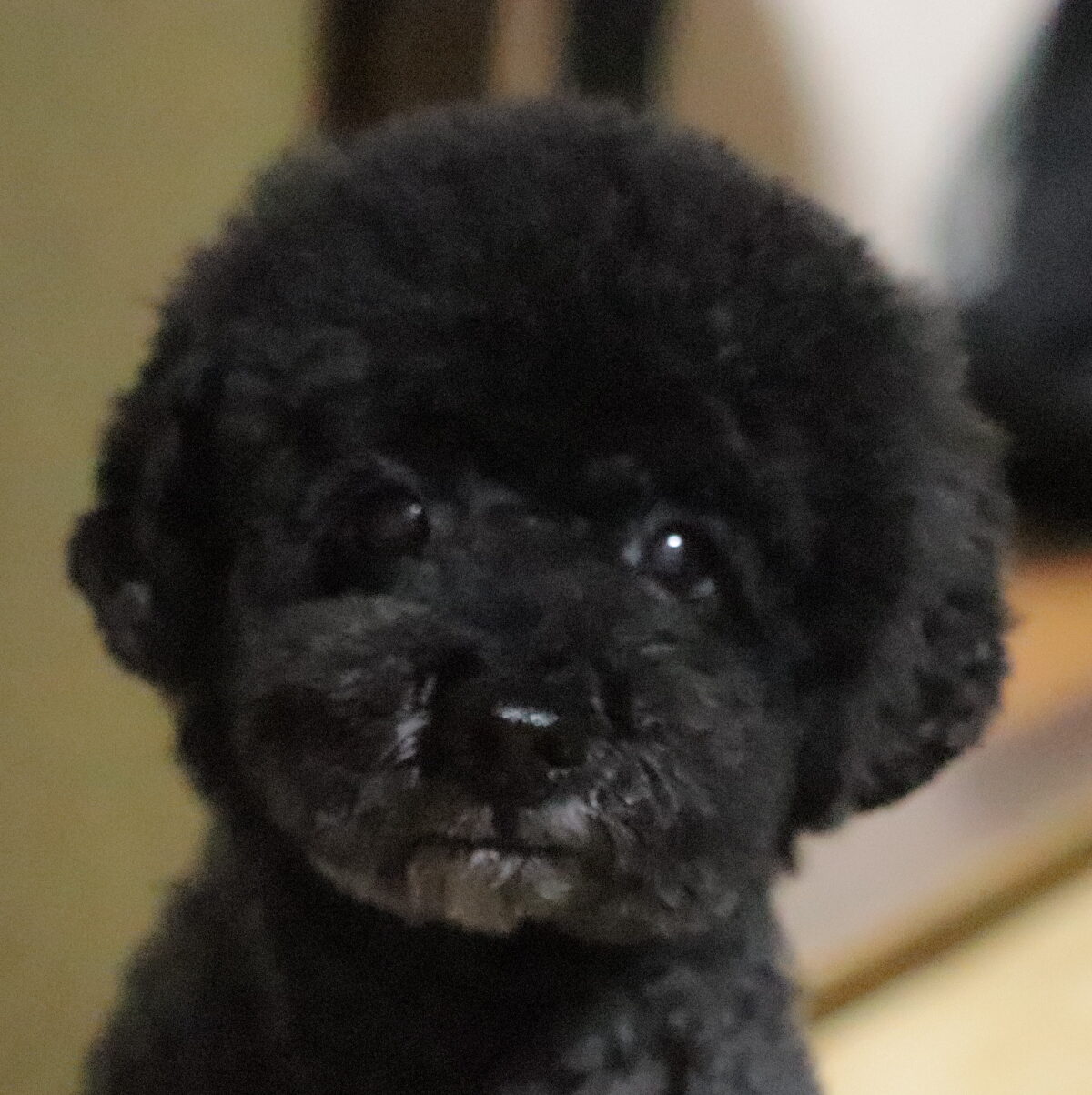 こころみたすペット思い出セレモニーにて葬儀したペットちゃん | プータくん