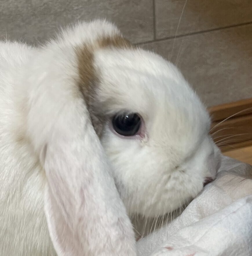 こころみたすペット思い出セレモニーにて葬儀したペットちゃん | おもちちゃん