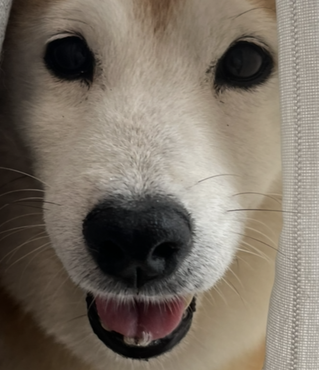 こころみたすペット思い出セレモニーにて葬儀したペットちゃん | むぎちゃん