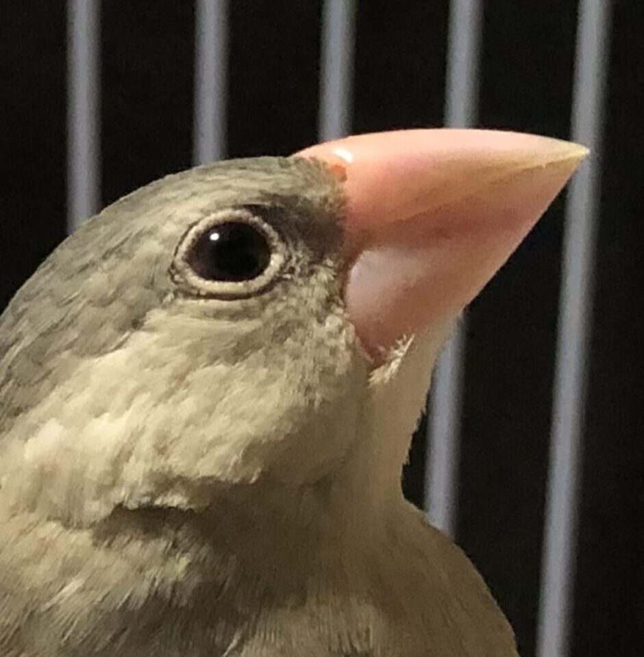 こころみたすペット思い出セレモニーにて葬儀したペットちゃん | こむぎちゃん