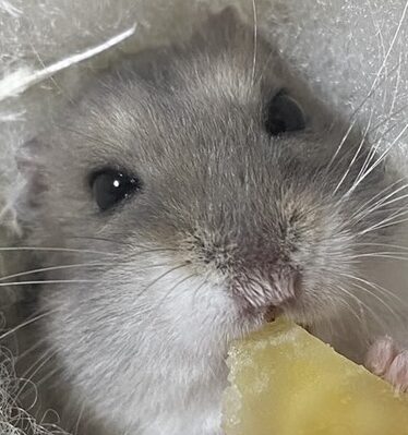 こころみたすペット思い出セレモニーにて葬儀したペットちゃん | おおくん