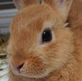こころみたすペット思い出セレモニーにて葬儀したペットちゃん | あんずちゃん