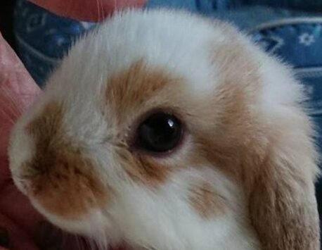 こころみたすペット思い出セレモニーにて葬儀したペットちゃん | リトくん
