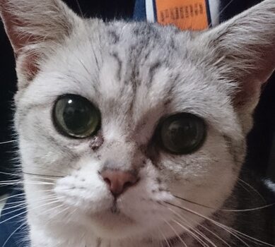 こころみたすペット思い出セレモニーにて葬儀したペットちゃん | りんちゃん